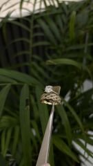 ALYANSLI TEKTAŞ YÜZÜK