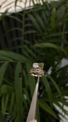 ALYANSLI TEKTAŞ YÜZÜK