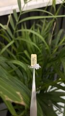 LOTUS TEKTAŞ YÜZÜK