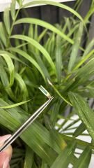 ZÜMRÜT YARIMTUR YÜZÜK